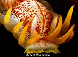 Fiery Nudibranch by Peet Van Eeden 